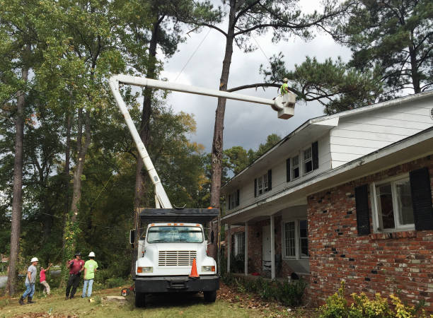 Trusted Mount Zion, GA Tree Services Experts